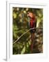 Scarlet Macaw, Cocaya River, Eastern Amazon Rain Forest, Peru-Pete Oxford-Framed Photographic Print