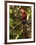 Scarlet Macaw, Cocaya River, Eastern Amazon Rain Forest, Peru-Pete Oxford-Framed Photographic Print