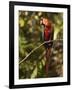 Scarlet Macaw, Cocaya River, Eastern Amazon Rain Forest, Peru-Pete Oxford-Framed Photographic Print