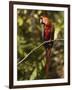 Scarlet Macaw, Cocaya River, Eastern Amazon Rain Forest, Peru-Pete Oxford-Framed Photographic Print