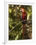 Scarlet Macaw, Cocaya River, Eastern Amazon Rain Forest, Peru-Pete Oxford-Framed Photographic Print