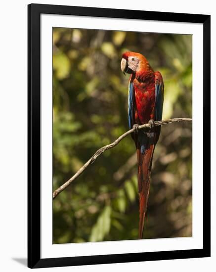 Scarlet Macaw, Cocaya River, Eastern Amazon Rain Forest, Peru-Pete Oxford-Framed Photographic Print