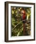 Scarlet Macaw, Cocaya River, Eastern Amazon Rain Forest, Peru-Pete Oxford-Framed Photographic Print