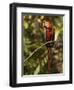 Scarlet Macaw, Cocaya River, Eastern Amazon Rain Forest, Peru-Pete Oxford-Framed Photographic Print