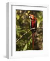 Scarlet Macaw, Cocaya River, Eastern Amazon Rain Forest, Peru-Pete Oxford-Framed Photographic Print