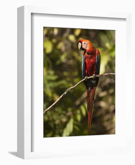 Scarlet Macaw, Cocaya River, Eastern Amazon Rain Forest, Peru-Pete Oxford-Framed Photographic Print