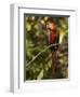 Scarlet Macaw, Cocaya River, Eastern Amazon Rain Forest, Peru-Pete Oxford-Framed Photographic Print