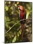 Scarlet Macaw, Cocaya River, Eastern Amazon Rain Forest, Peru-Pete Oxford-Mounted Photographic Print