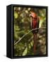 Scarlet Macaw, Cocaya River, Eastern Amazon Rain Forest, Peru-Pete Oxford-Framed Stretched Canvas