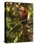 Scarlet Macaw, Cocaya River, Eastern Amazon Rain Forest, Peru-Pete Oxford-Stretched Canvas