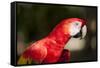 Scarlet Macaw, Costa Rica-Paul Souders-Framed Stretched Canvas