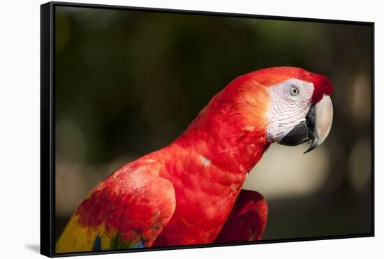 Scarlet Macaw, Costa Rica-Paul Souders-Framed Stretched Canvas