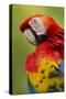 Scarlet Macaw, Costa Rica-Paul Souders-Stretched Canvas