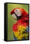 Scarlet Macaw, Costa Rica-Paul Souders-Framed Stretched Canvas