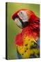 Scarlet Macaw, Costa Rica-Paul Souders-Stretched Canvas