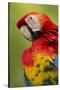 Scarlet Macaw, Costa Rica-Paul Souders-Stretched Canvas