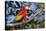 Scarlet Macaw, Costa Rica-null-Stretched Canvas