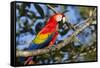 Scarlet Macaw, Costa Rica-null-Framed Stretched Canvas