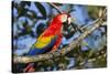 Scarlet Macaw, Costa Rica-null-Stretched Canvas