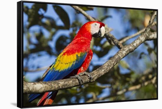 Scarlet Macaw, Costa Rica-null-Framed Stretched Canvas