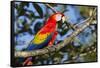 Scarlet Macaw, Costa Rica-null-Framed Stretched Canvas