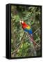 Scarlet Macaw, Costa Rica-null-Framed Stretched Canvas