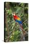 Scarlet Macaw, Costa Rica-null-Stretched Canvas