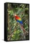 Scarlet Macaw, Costa Rica-null-Framed Stretched Canvas