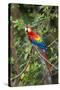 Scarlet Macaw, Costa Rica-null-Stretched Canvas