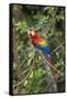 Scarlet Macaw, Costa Rica-null-Framed Stretched Canvas