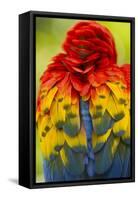 Scarlet Macaw, Costa Rica-null-Framed Stretched Canvas