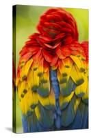 Scarlet Macaw, Costa Rica-null-Stretched Canvas