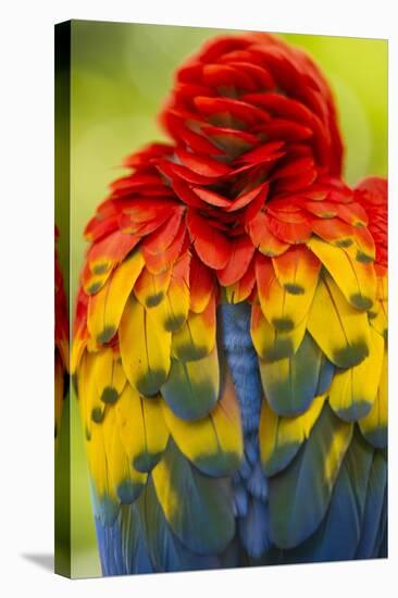 Scarlet Macaw, Costa Rica-null-Stretched Canvas