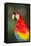 Scarlet Macaw, Costa Rica-null-Framed Stretched Canvas