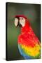 Scarlet Macaw, Costa Rica-null-Stretched Canvas