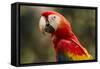 Scarlet Macaw, Costa Rica-null-Framed Stretched Canvas