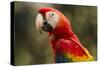 Scarlet Macaw, Costa Rica-null-Stretched Canvas