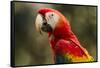 Scarlet Macaw, Costa Rica-null-Framed Stretched Canvas