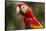 Scarlet Macaw, Costa Rica-null-Framed Stretched Canvas