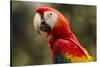 Scarlet Macaw, Costa Rica-null-Stretched Canvas