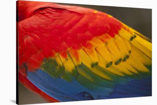 Scarlet Macaw, Costa Rica-null-Stretched Canvas