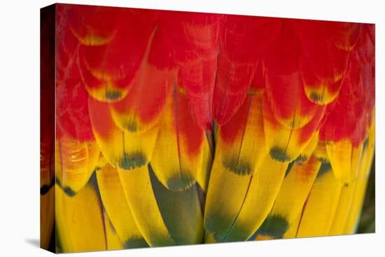 Scarlet Macaw, Costa Rica-null-Stretched Canvas