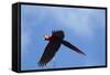 Scarlet Macaw, Costa Rica-null-Framed Stretched Canvas