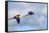 Scarlet Macaw, Costa Rica-null-Framed Stretched Canvas