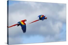 Scarlet Macaw, Costa Rica-null-Stretched Canvas