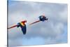 Scarlet Macaw, Costa Rica-null-Stretched Canvas