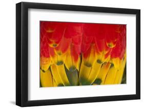 Scarlet Macaw, Costa Rica-null-Framed Premium Photographic Print