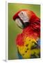 Scarlet Macaw, Costa Rica-Paul Souders-Framed Photographic Print