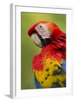 Scarlet Macaw, Costa Rica-Paul Souders-Framed Photographic Print