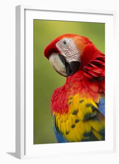 Scarlet Macaw, Costa Rica-Paul Souders-Framed Photographic Print